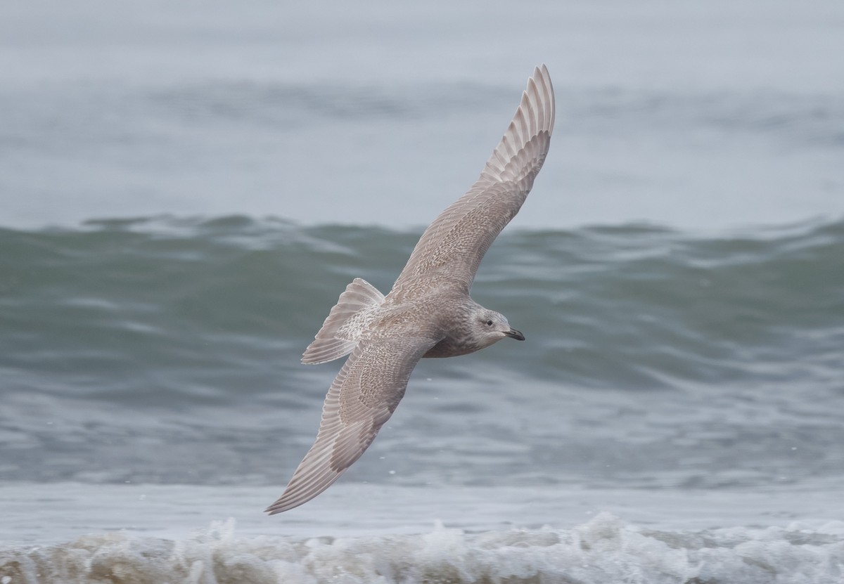 чайка sp. - ML647875198