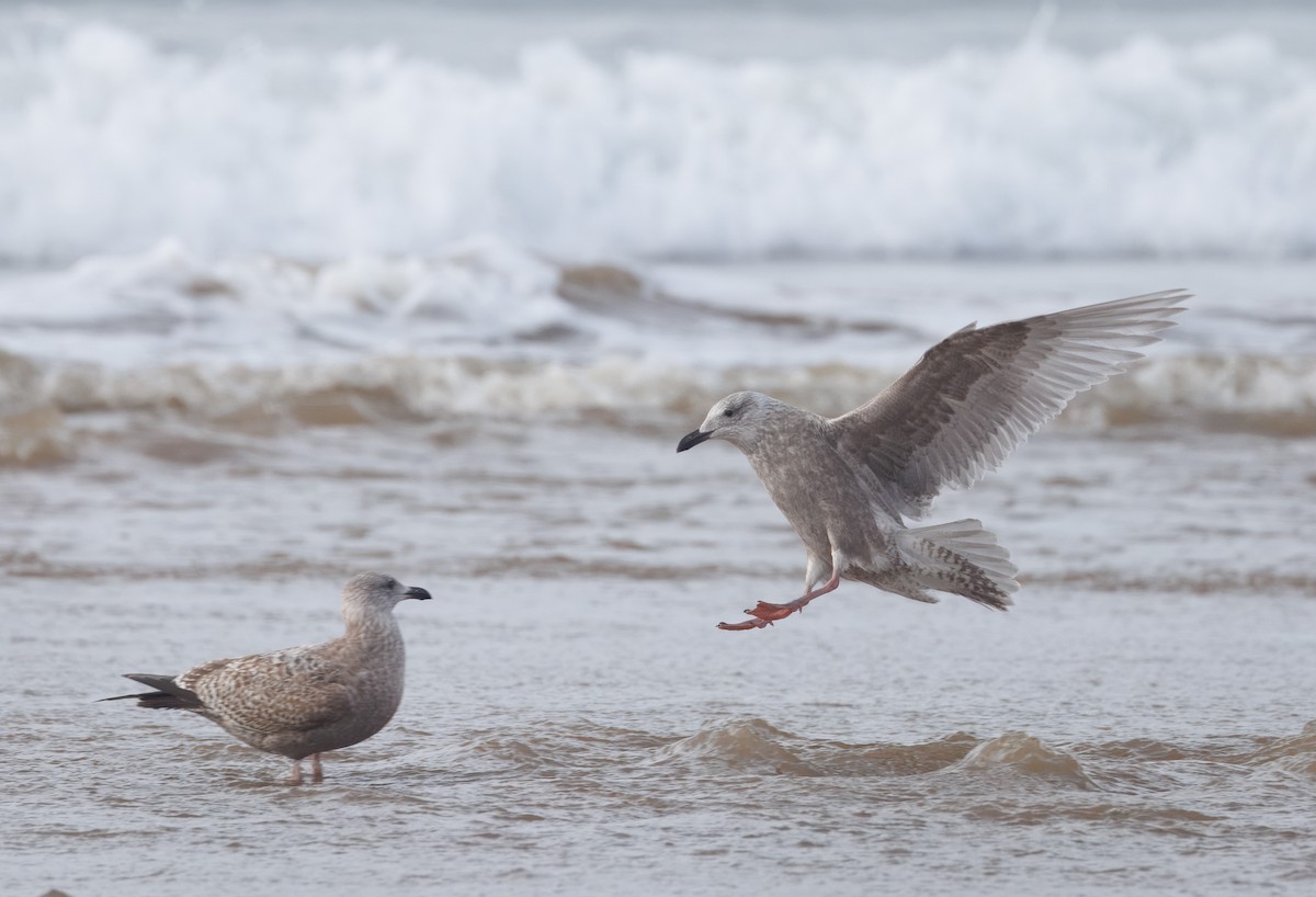 чайка sp. - ML647875206