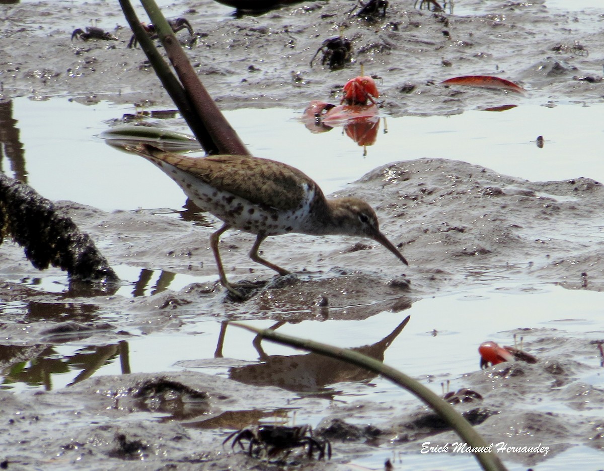 Spotted Sandpiper - ML64787521