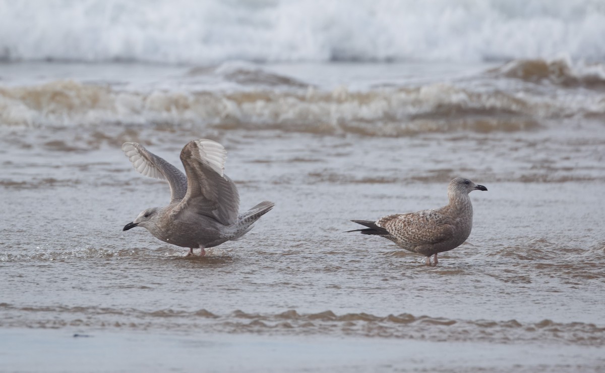 чайка sp. - ML647875210