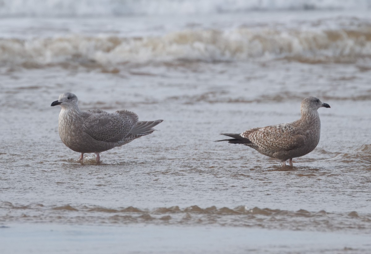 чайка sp. - ML647875218