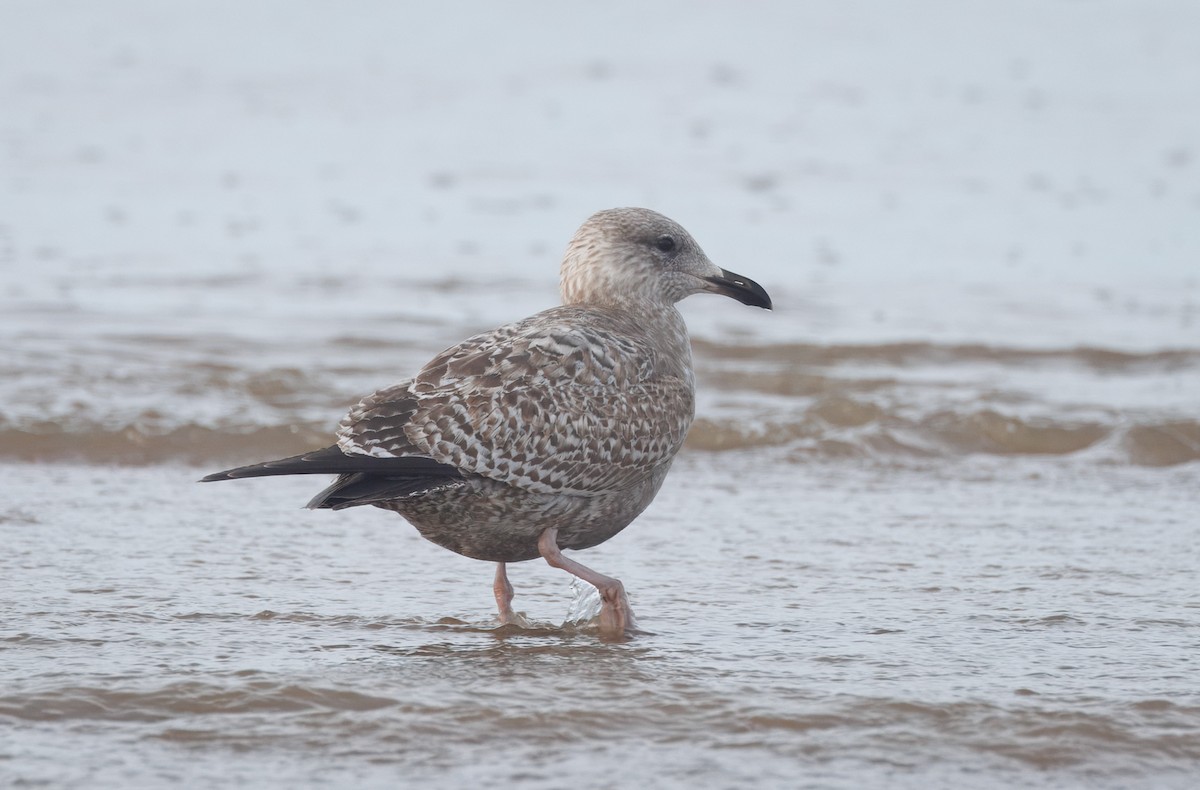 чайка sp. - ML647875226