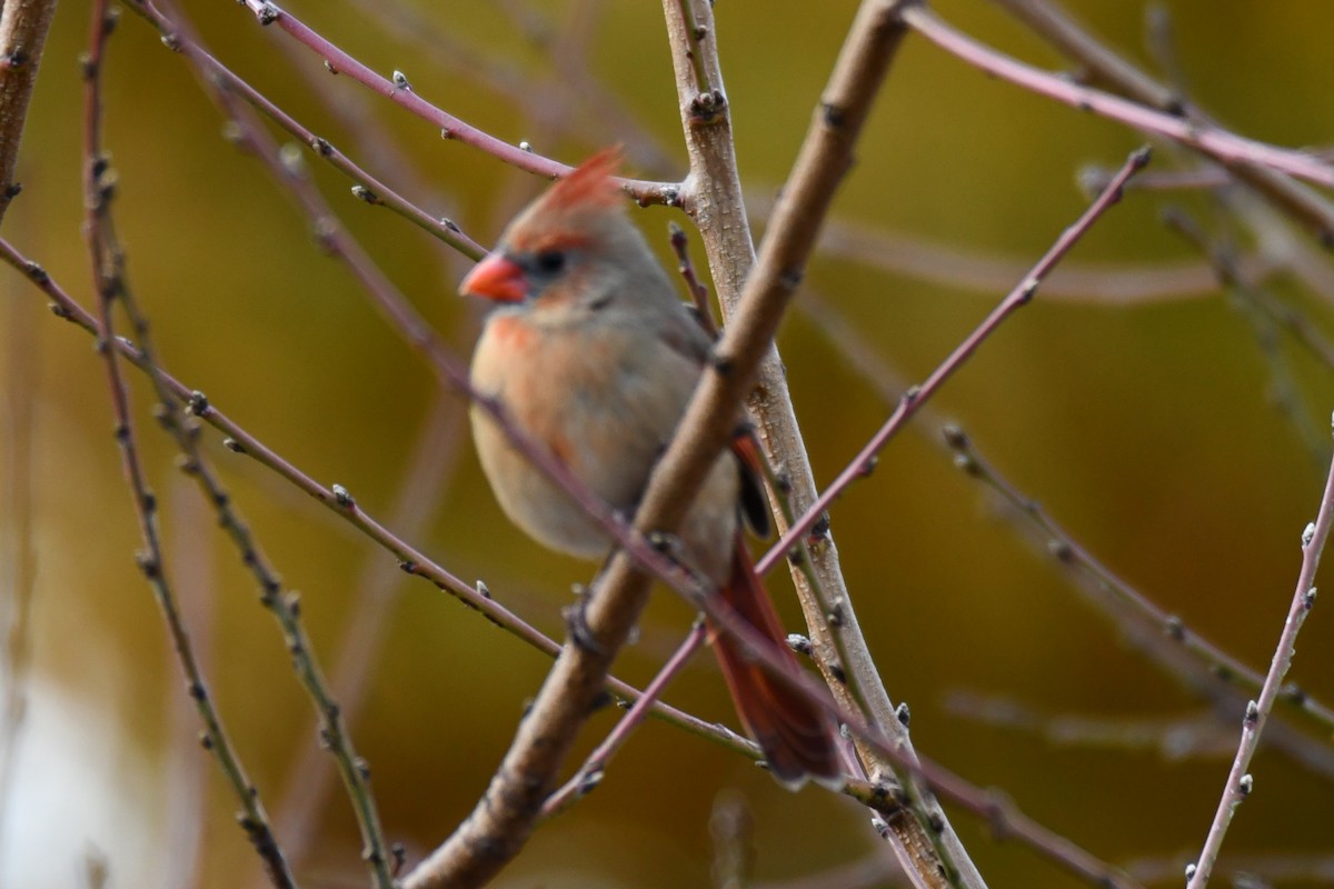 rødkardinal - ML647875232