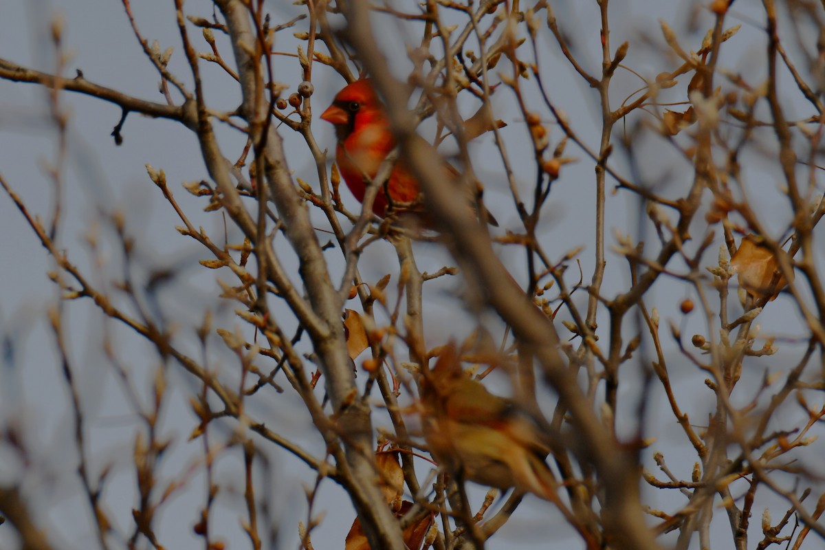 rødkardinal - ML647875233