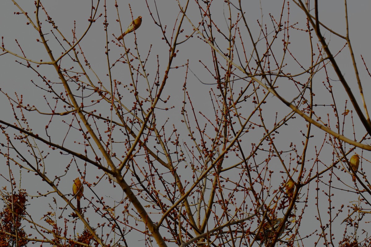 rødkardinal - ML647875234