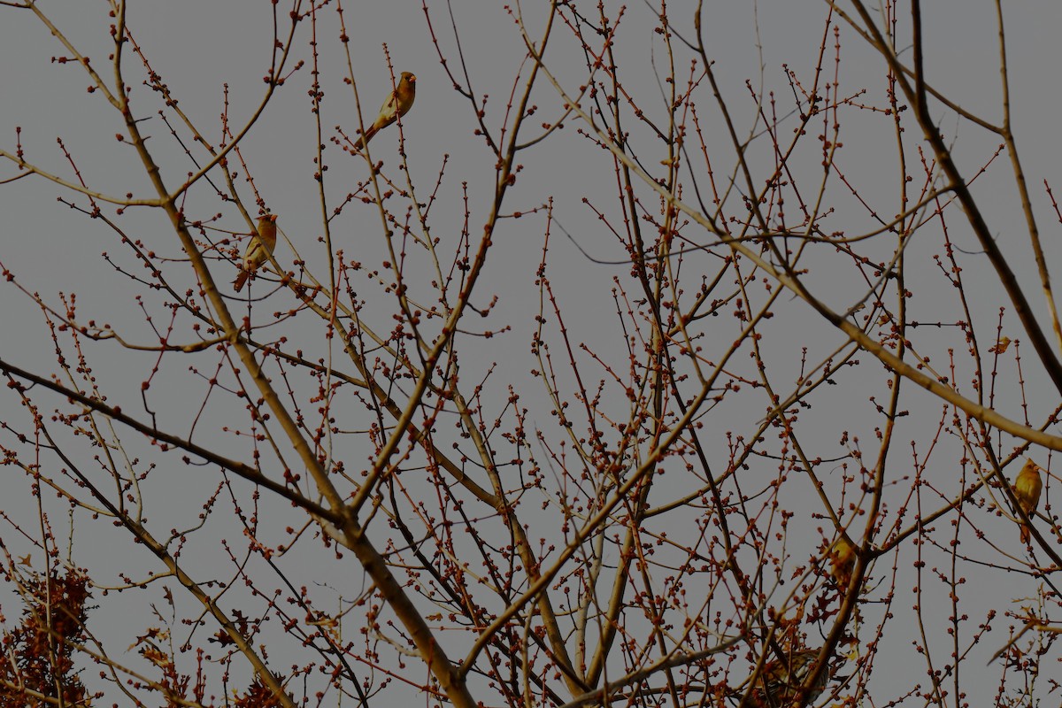 rødkardinal - ML647875235