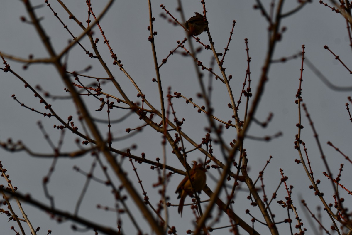 rødkardinal - ML647875236