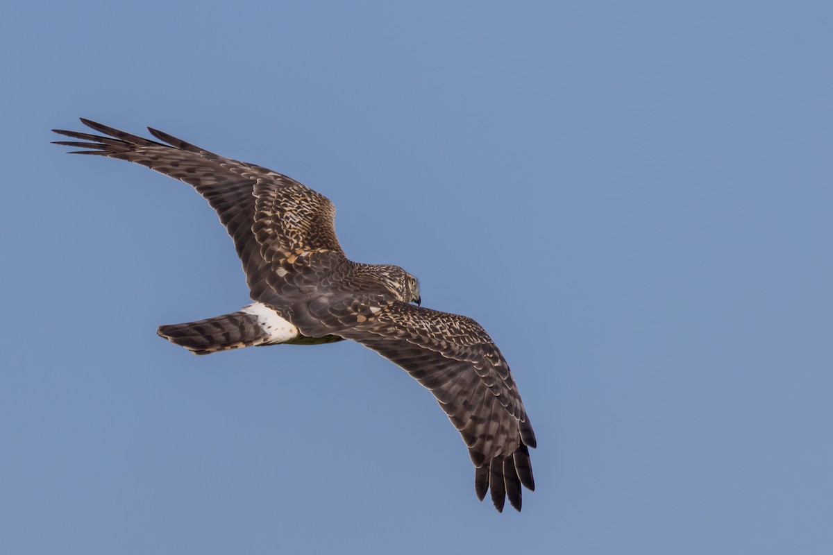 Northern Harrier - ML647875305