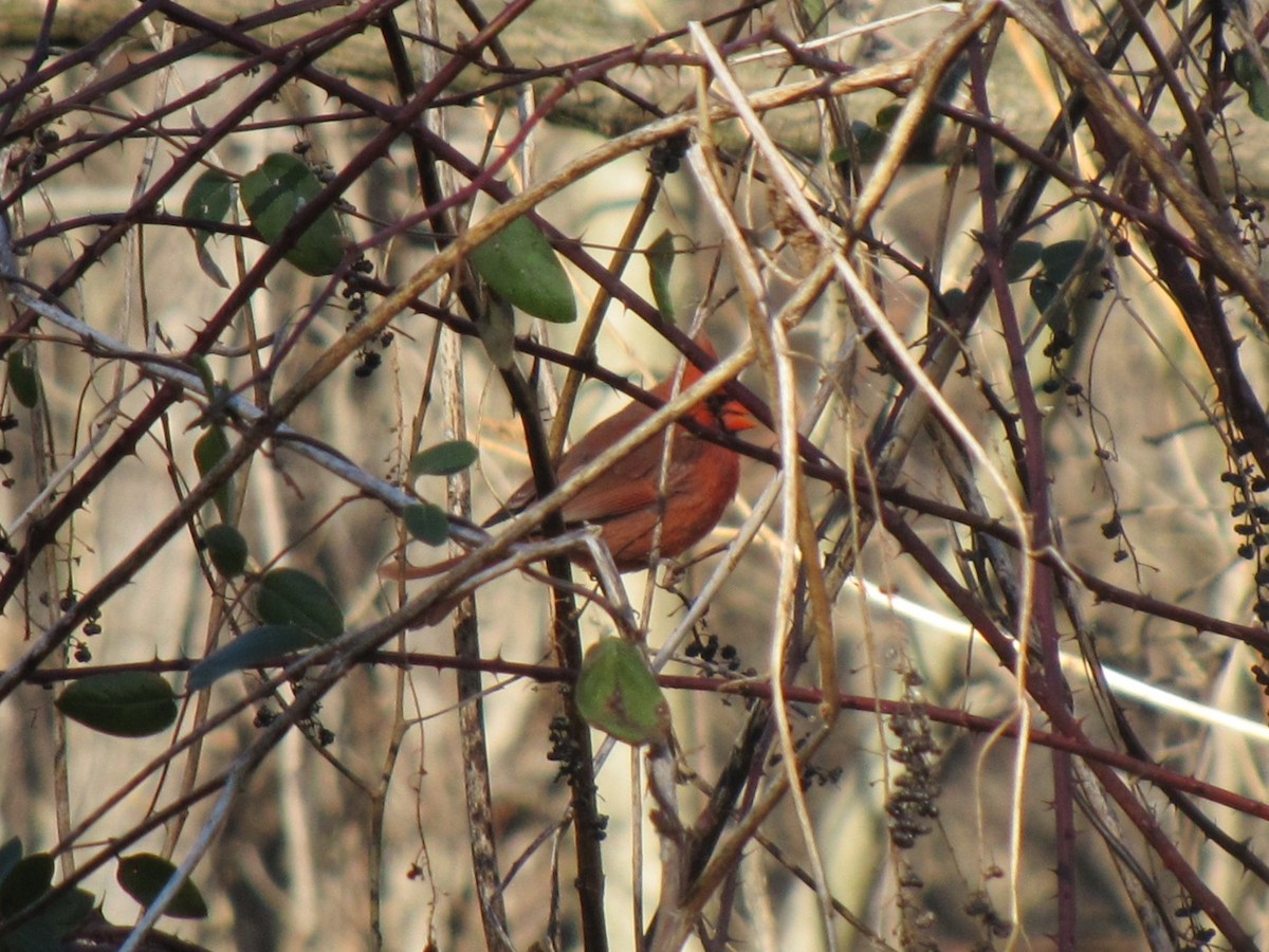 rødkardinal - ML647875311