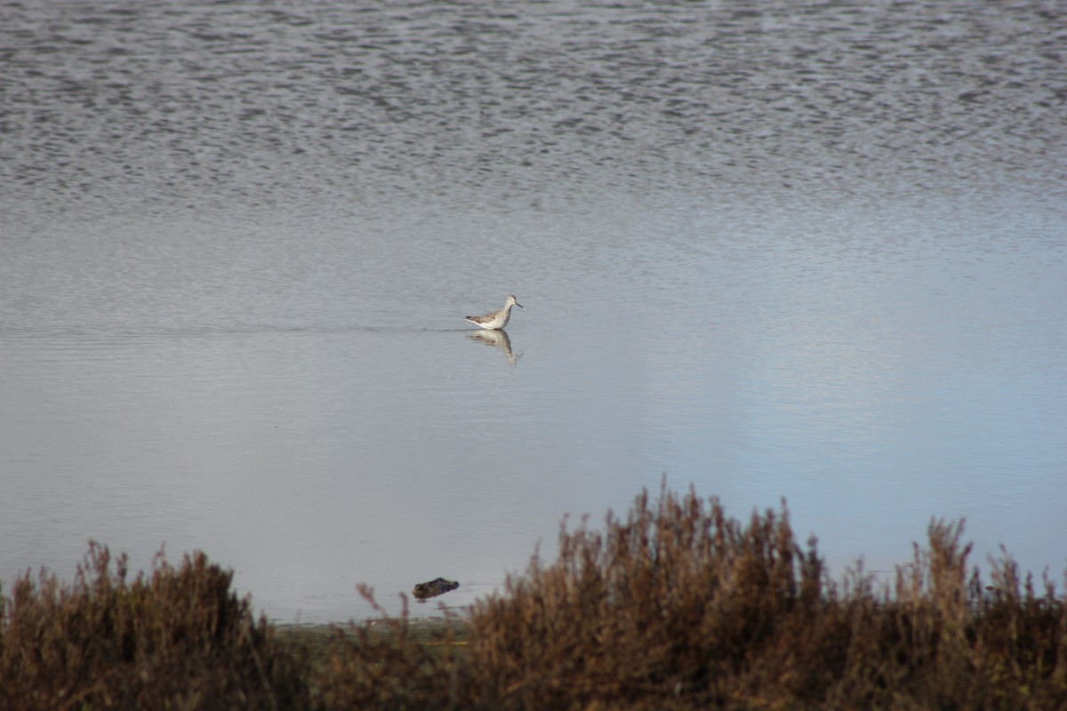 Greater Yellowlegs - ML647875312