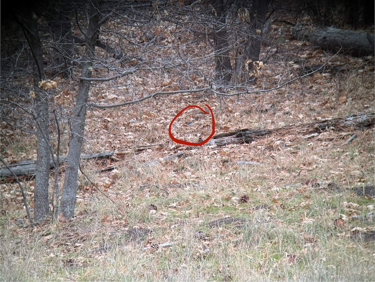 Junco Ojioscuro (Pizarroso) - ML647875320
