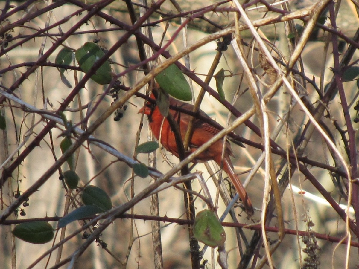 rødkardinal - ML647875329