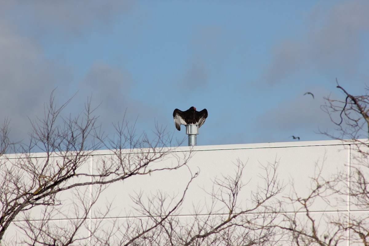 Turkey Vulture (Northern) - ML647875345