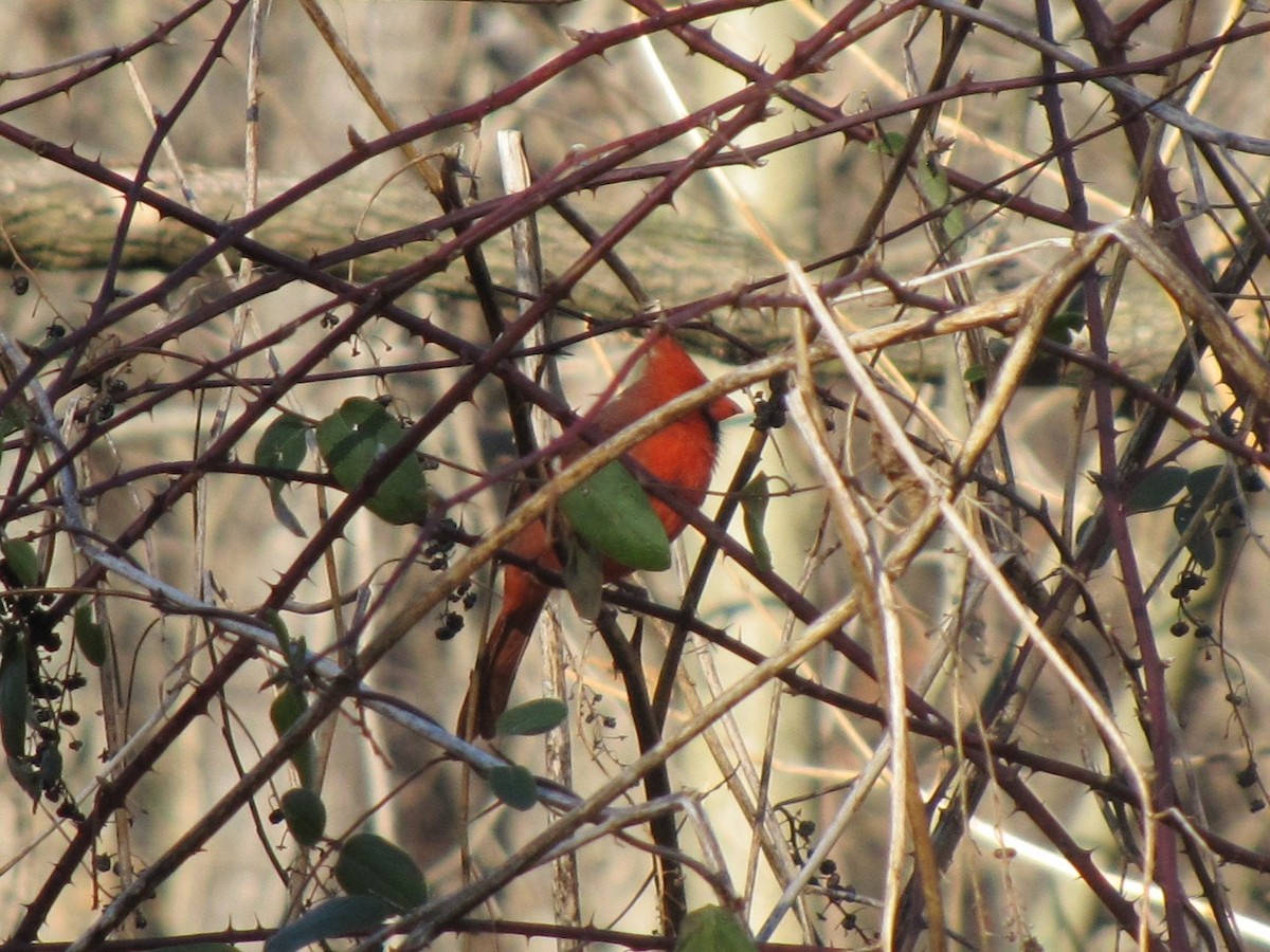 rødkardinal - ML647875354