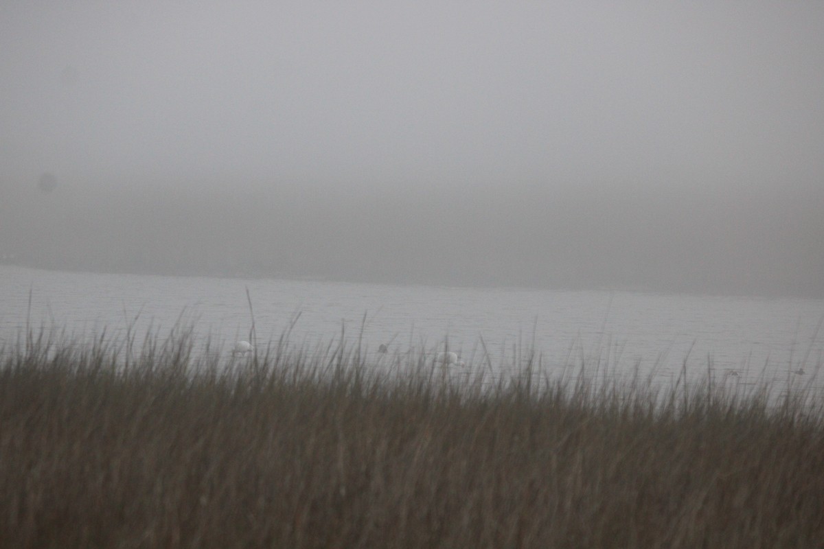 White Ibis - ML647875386