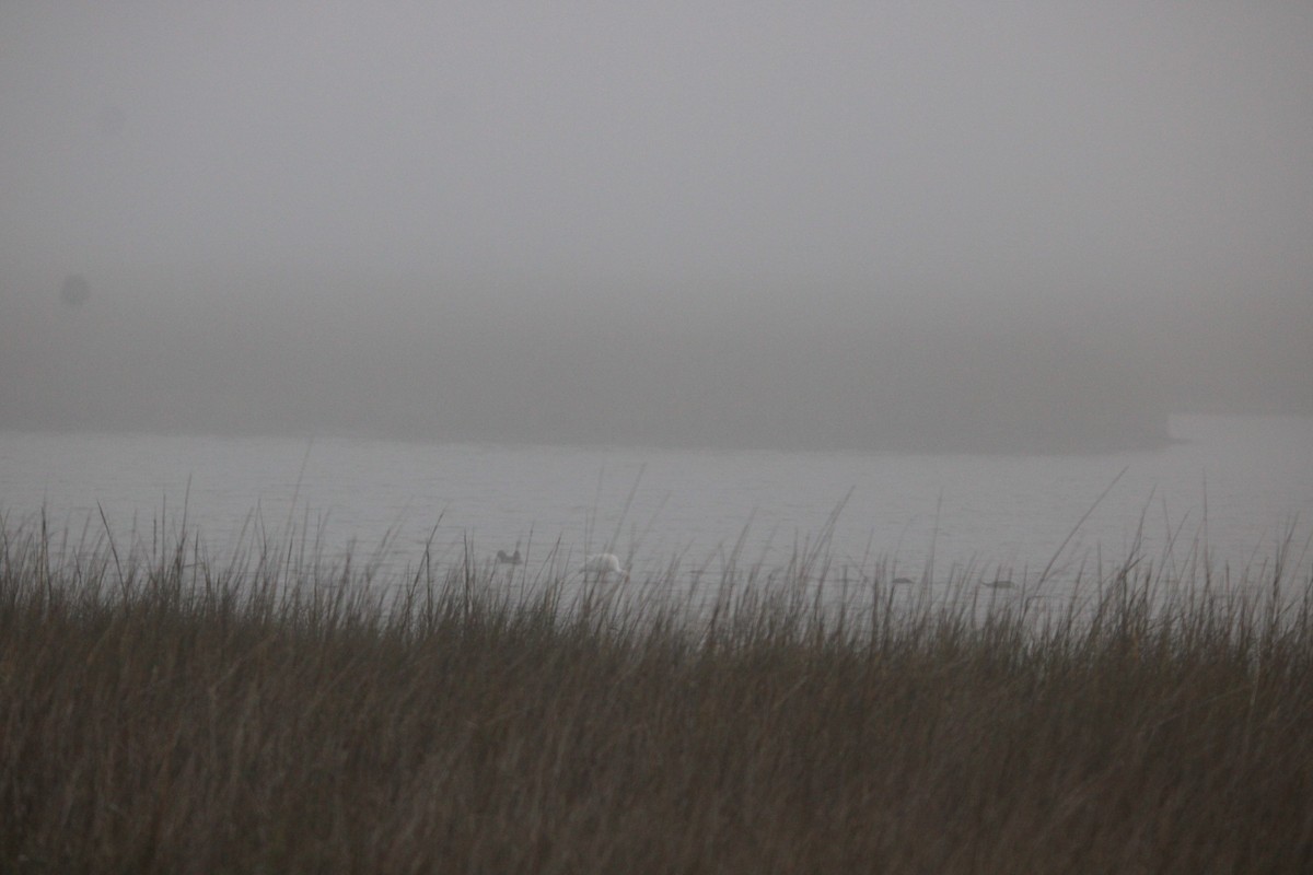 White Ibis - ML647875389