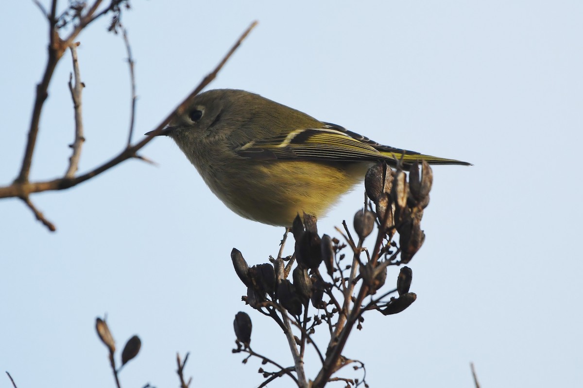 Золотомушка рубіновочуба - ML647875446