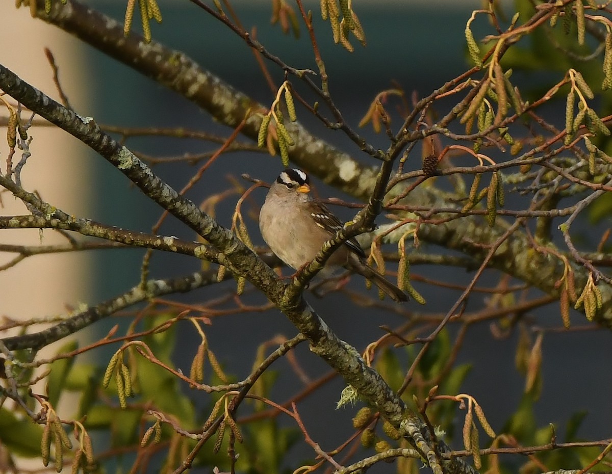 Белобровая овсянка - ML647875453