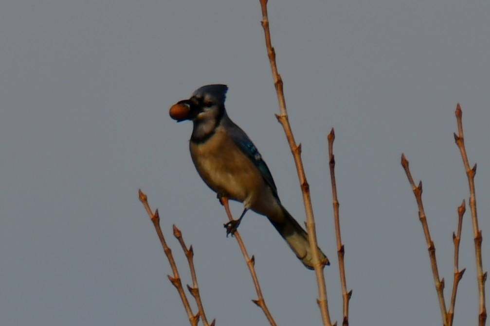 Blue Jay - ML647875506