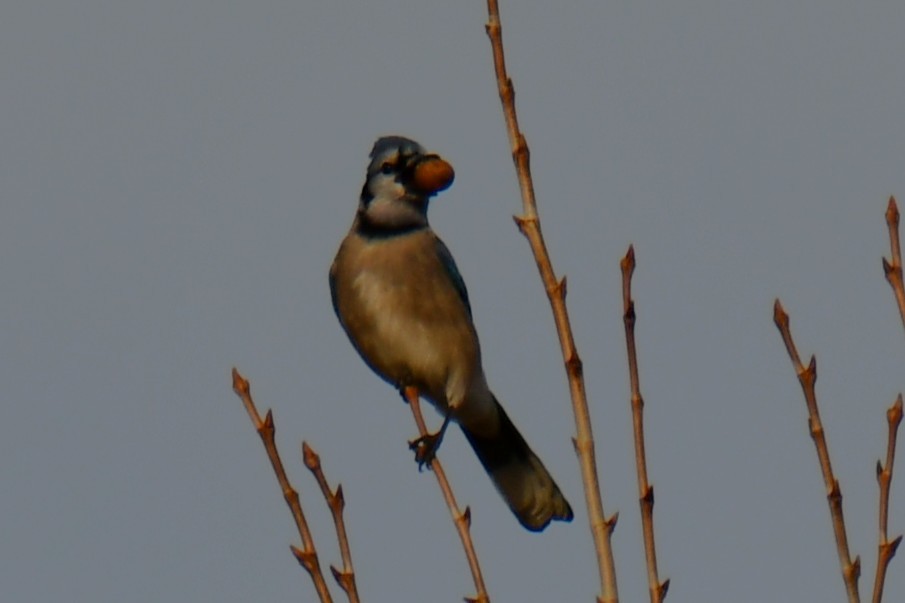 Blue Jay - ML647875507