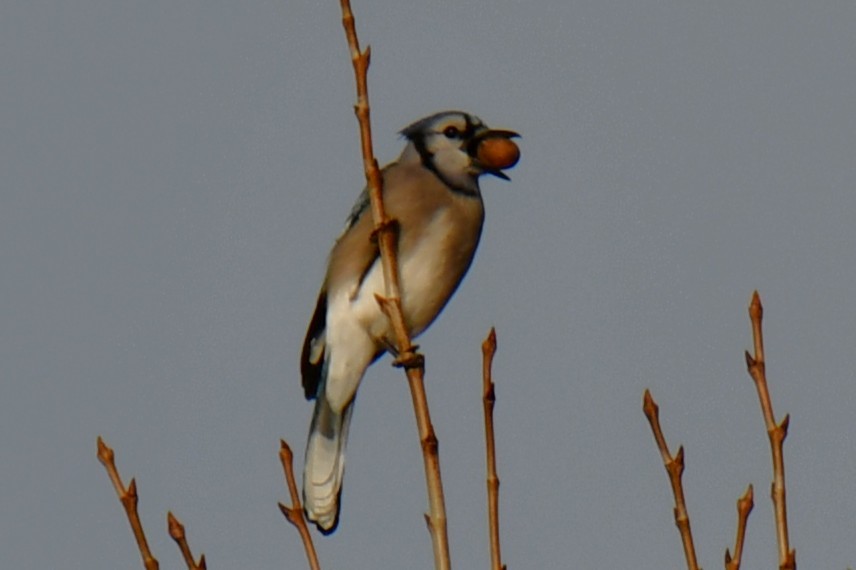 Blue Jay - ML647875508