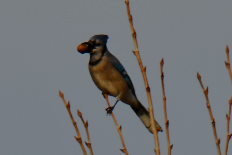 Blue Jay - ML647875509