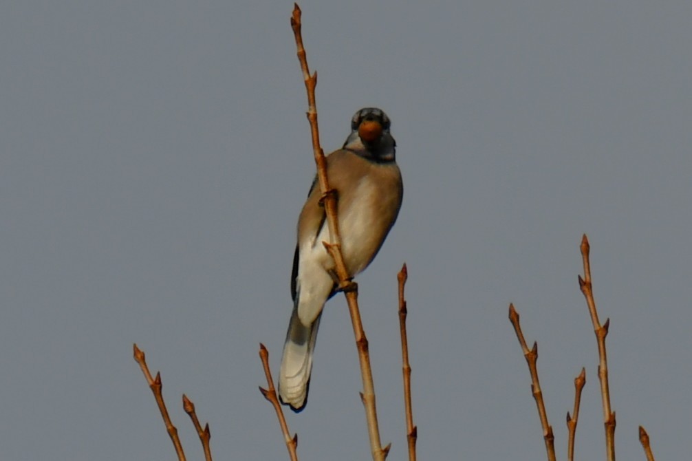 Blue Jay - ML647875510