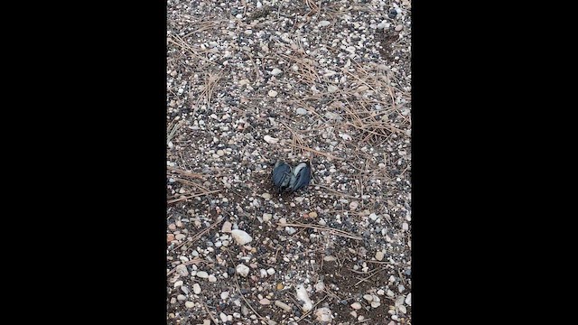 Pygmy Nuthatch - ML647875547