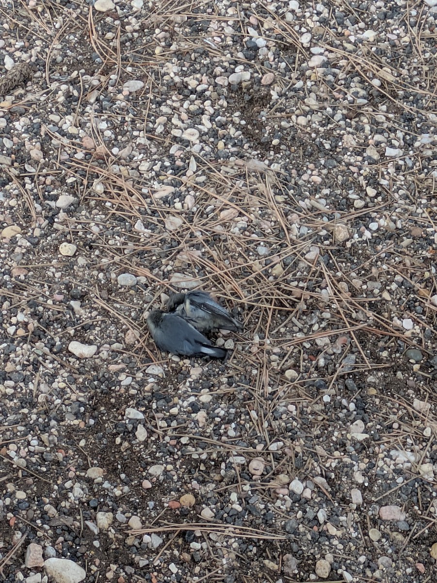 Pygmy Nuthatch - ML647875567