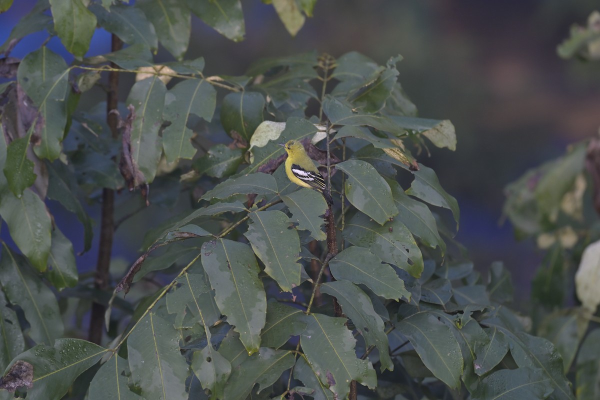 Common Iora - ML647875570