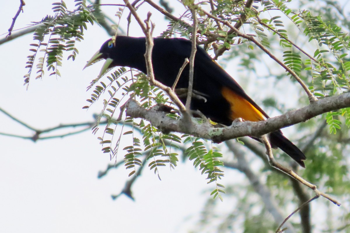 Yellow-rumped Cacique - ML647875578