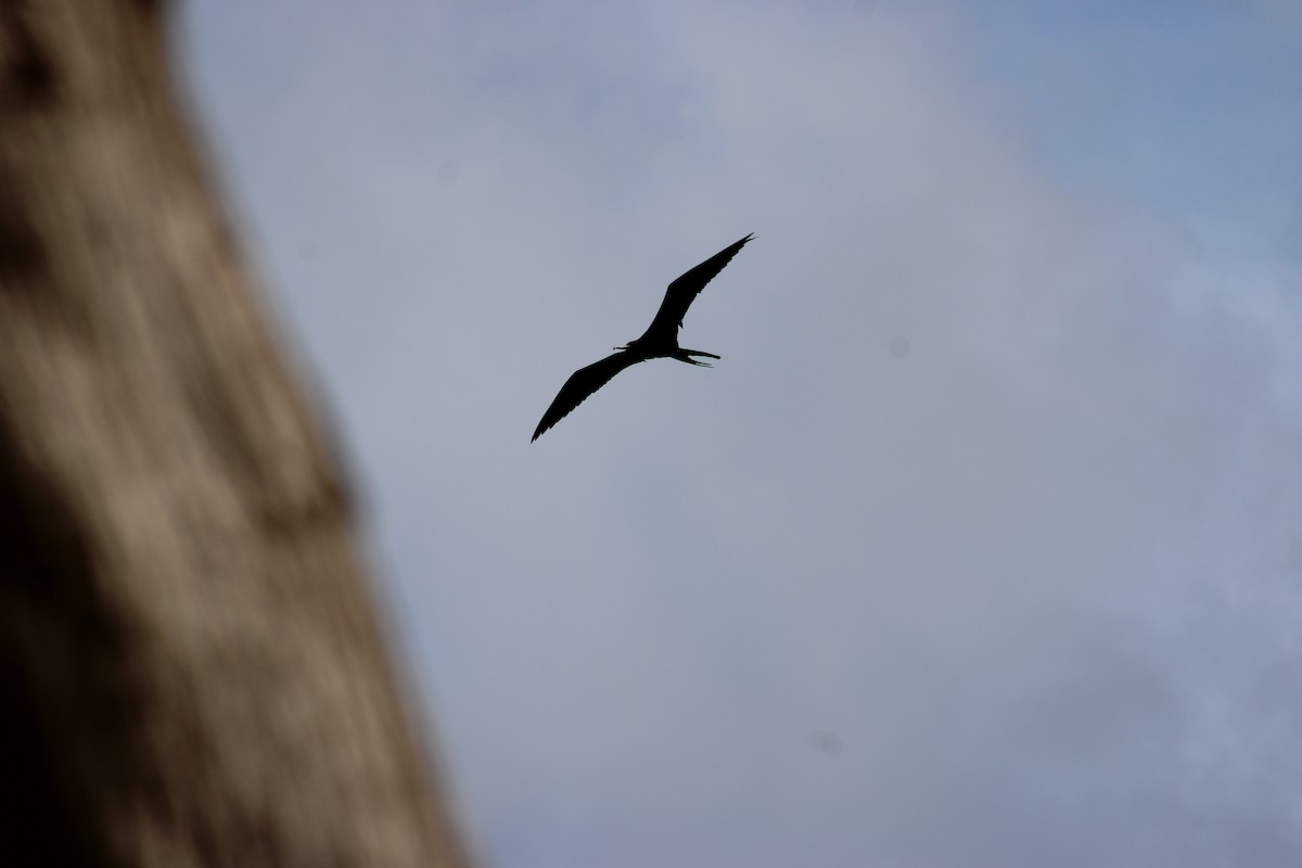 Magnificent Frigatebird - ML647875580