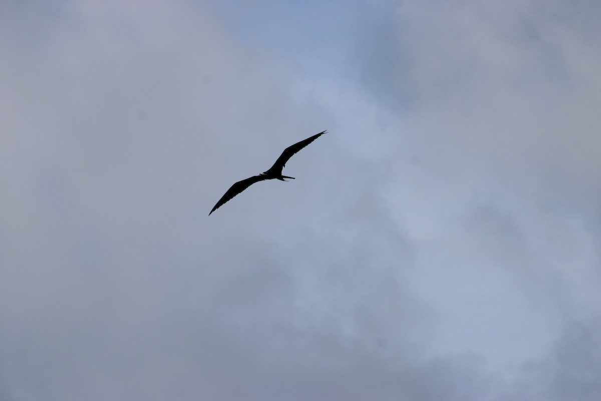 Magnificent Frigatebird - ML647875581