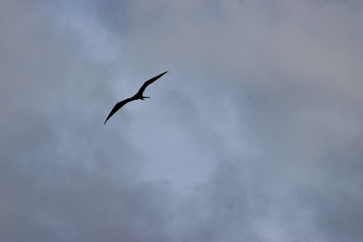 Magnificent Frigatebird - ML647875582