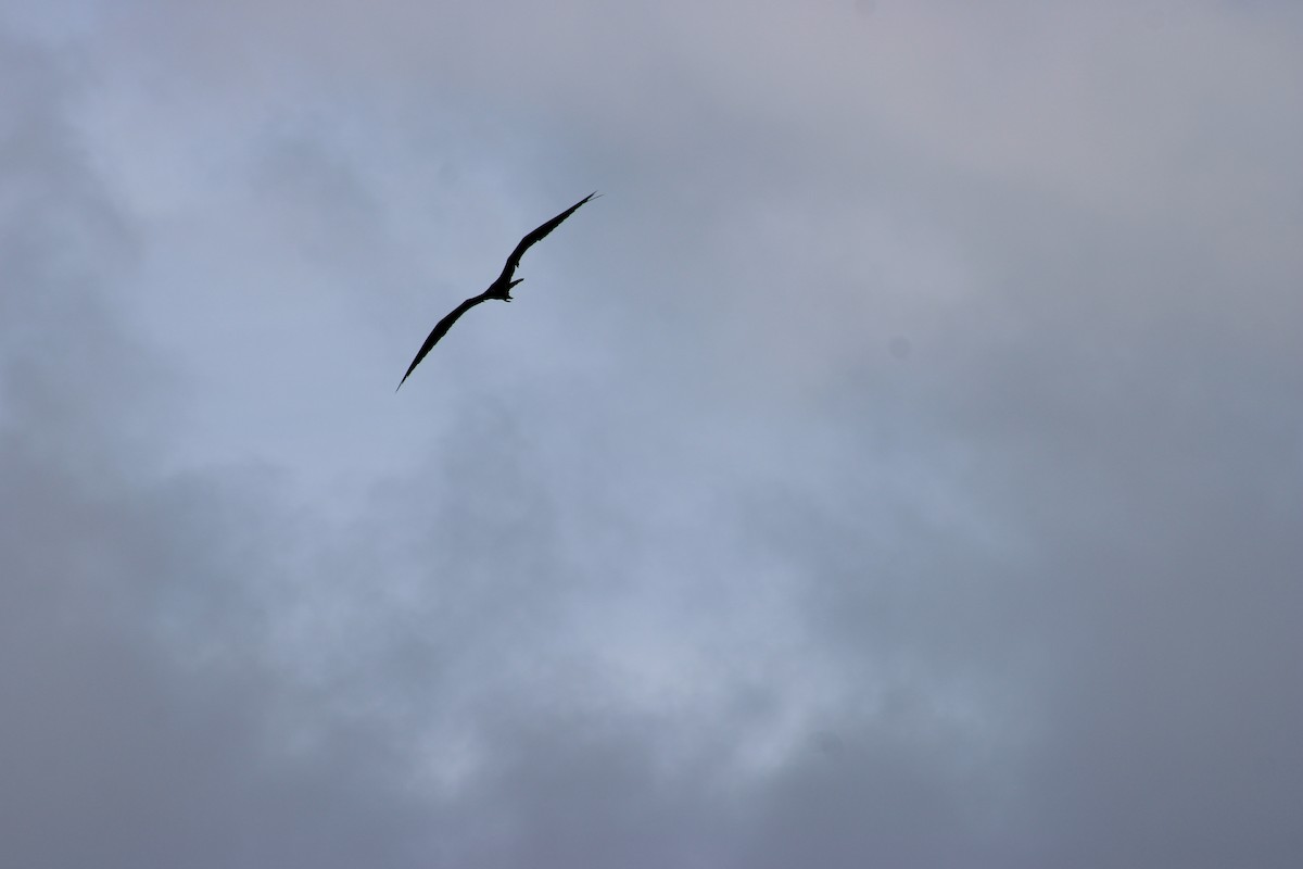 Magnificent Frigatebird - ML647875583