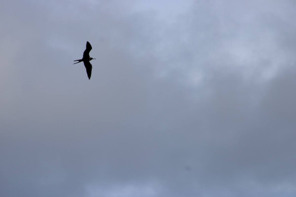 Magnificent Frigatebird - ML647875584