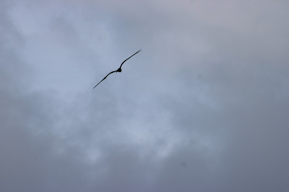 Magnificent Frigatebird - ML647875585