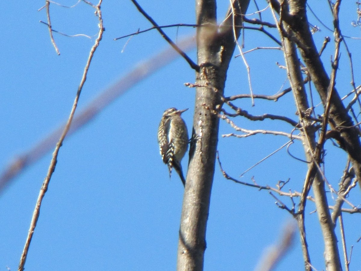 Yellow-bellied Sapsucker - ML647875586