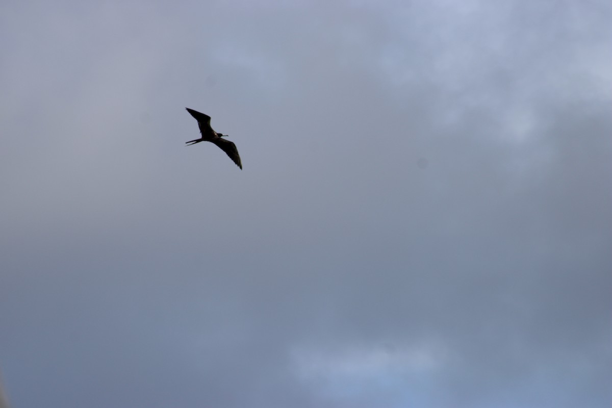 Magnificent Frigatebird - ML647875587