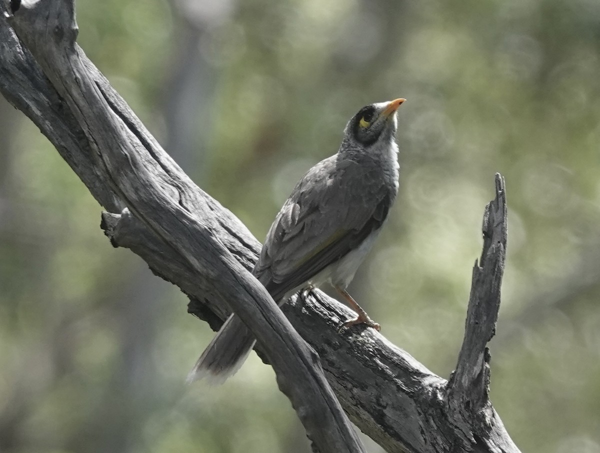Noisy Miner - ML647875588