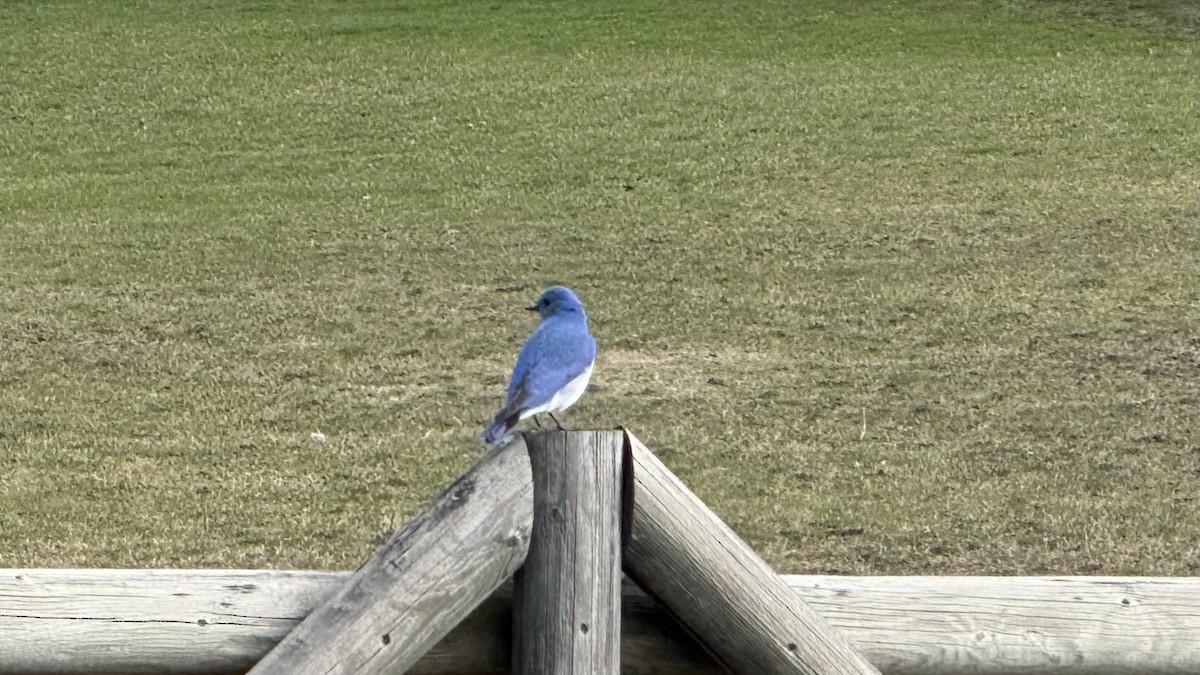 Mountain Bluebird - ML647875589