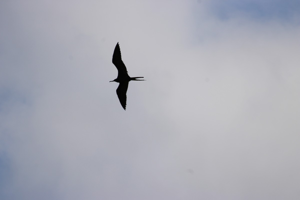 Magnificent Frigatebird - ML647875590