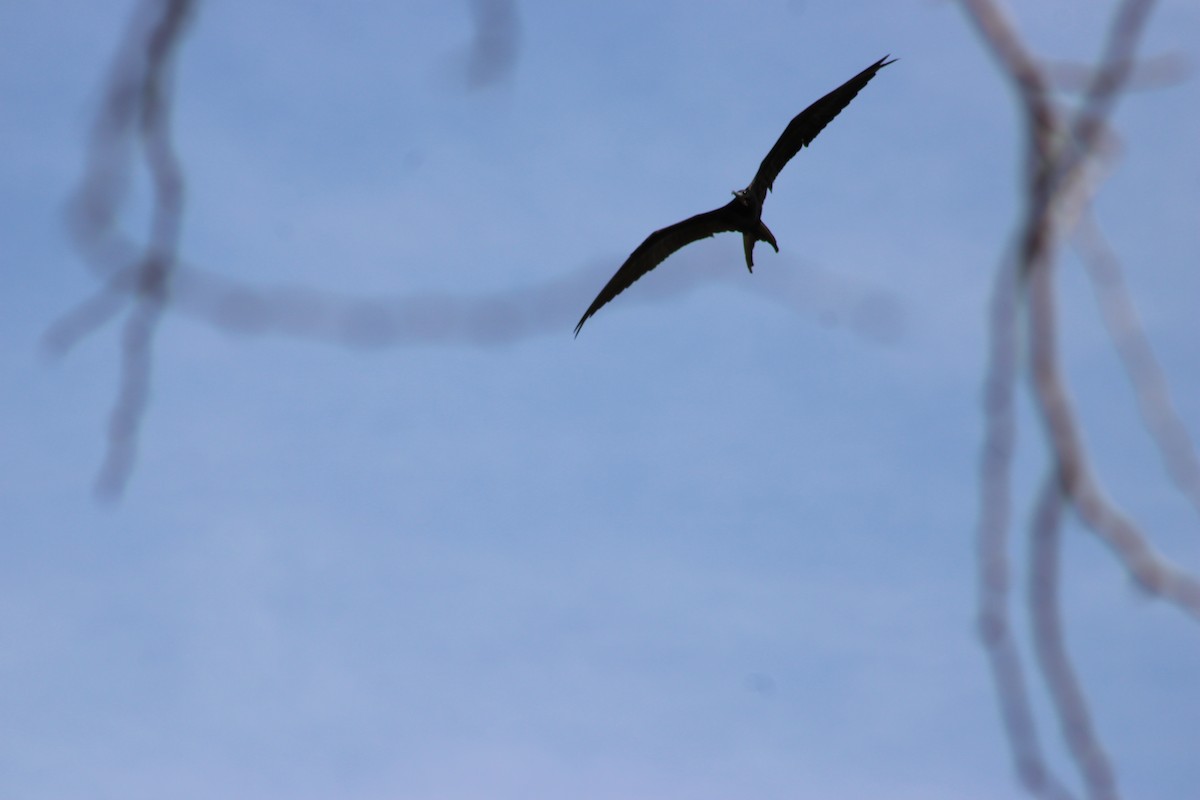 Magnificent Frigatebird - ML647875591