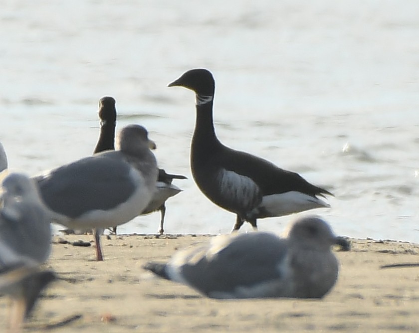 Brant - ML647875596
