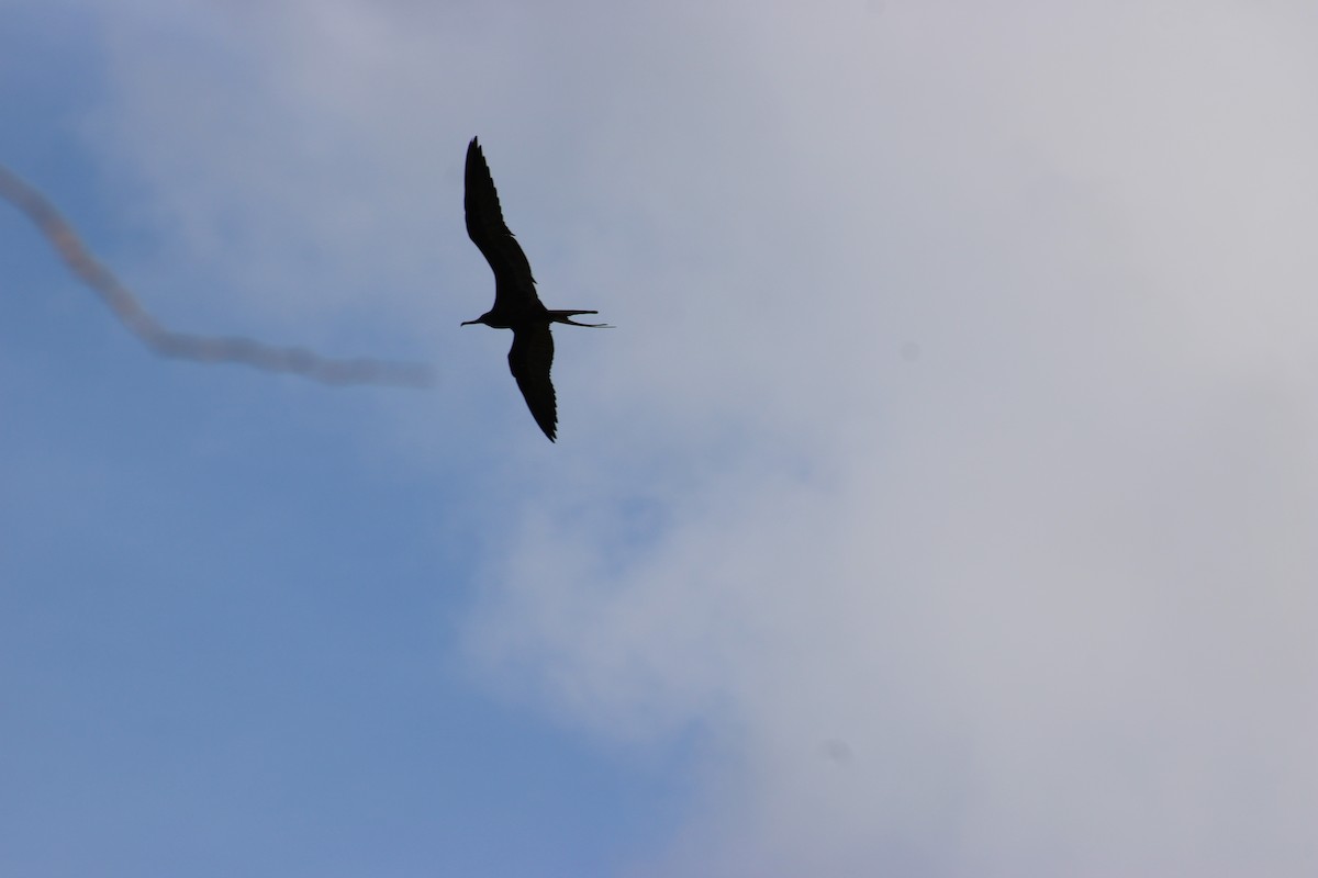 Magnificent Frigatebird - ML647875601