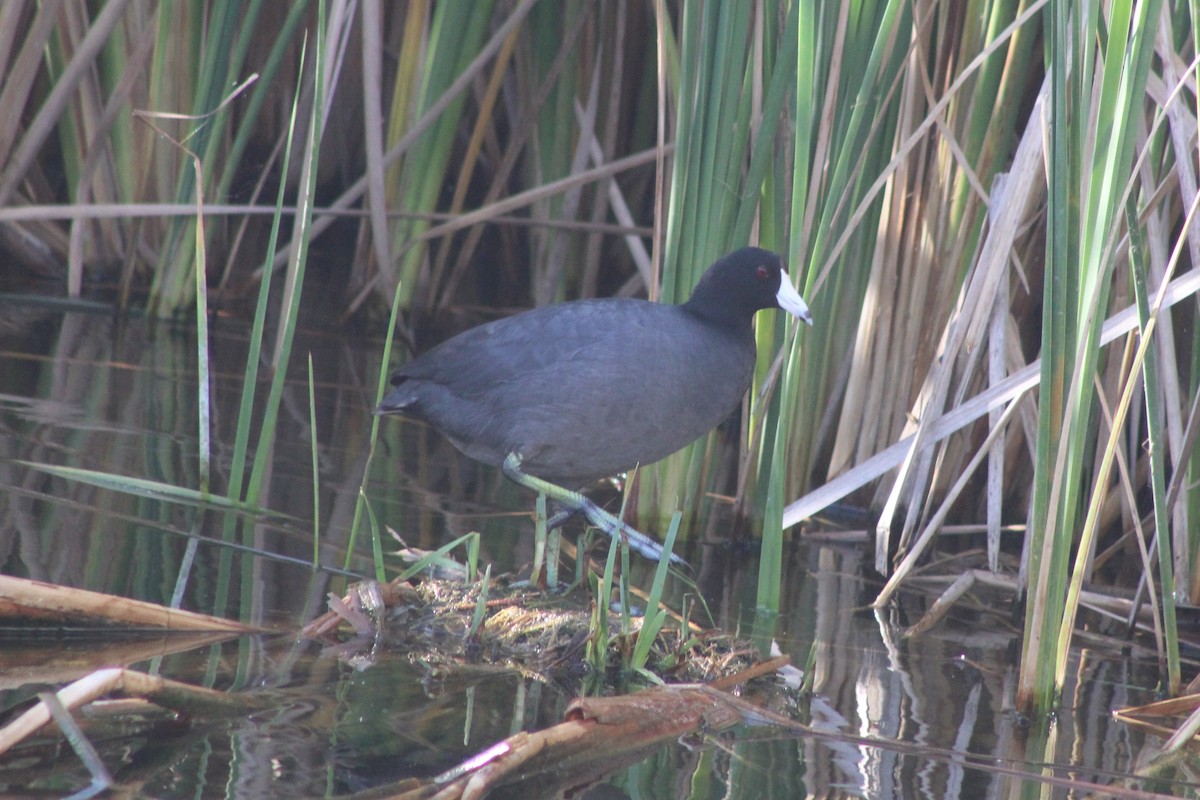 American Coot - ML647875602