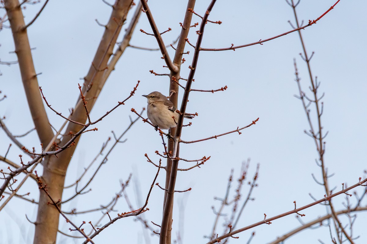 Northern Mockingbird - ML647875603