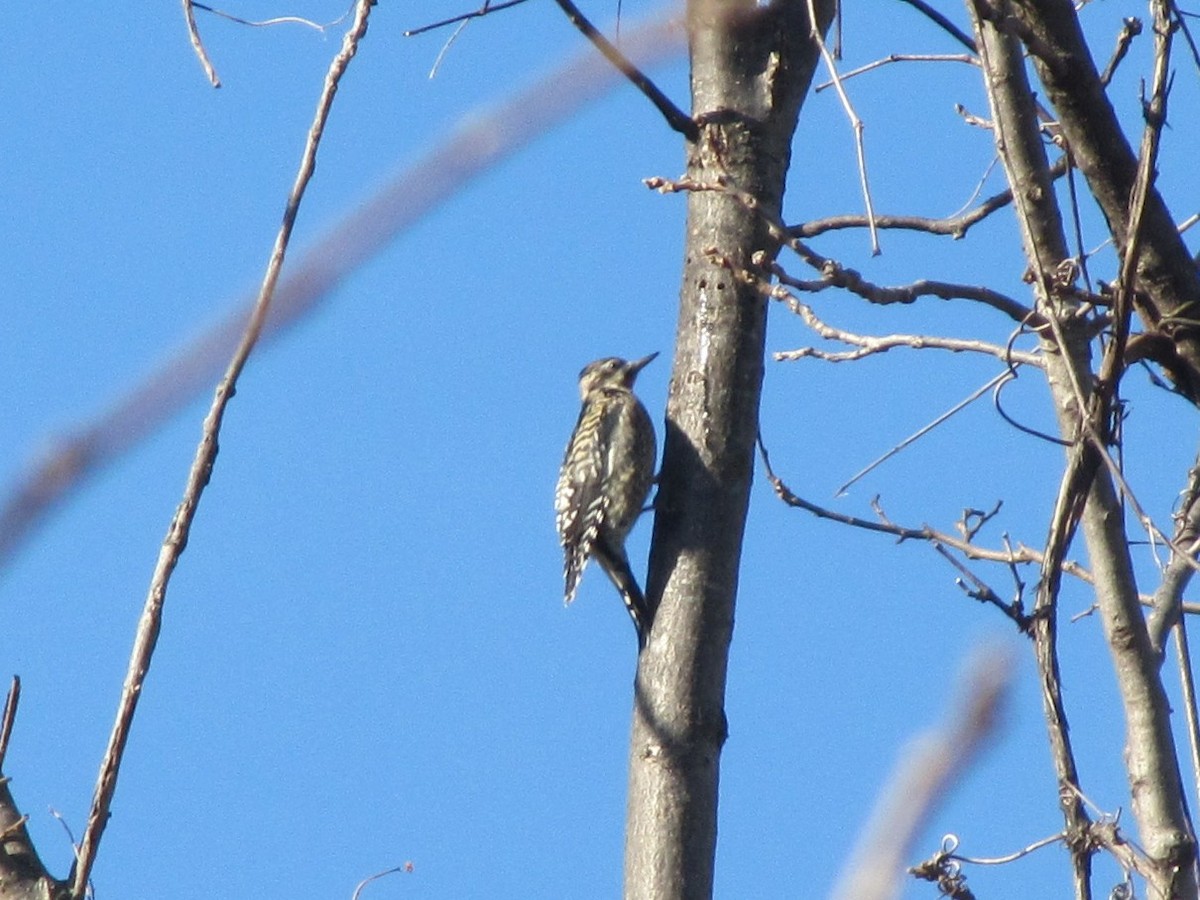 Yellow-bellied Sapsucker - ML647875604