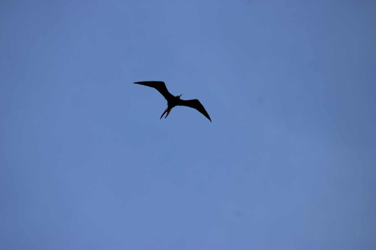 Magnificent Frigatebird - ML647875605