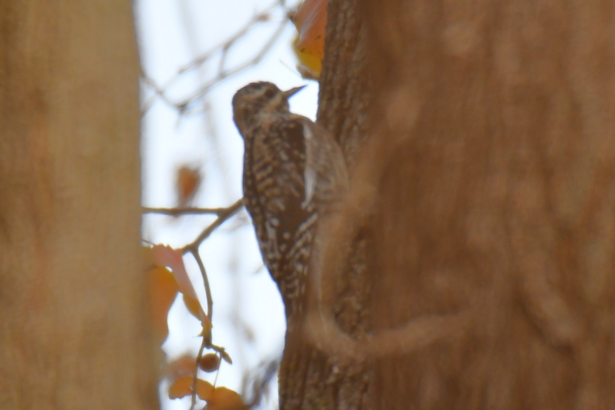 Yellow-bellied Sapsucker - ML647875606